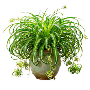 金心卷叶吊兰盆栽四季常青植物法国女郎卷叶吊兰室内净化空气绿植