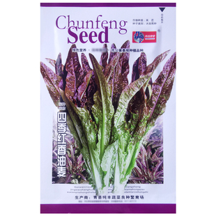 速生香甜红油麦菜种子阳台蔬菜种子四季播种种子易种蔬果菜种籽孑