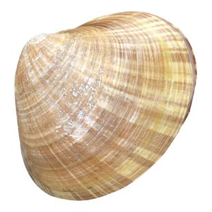 大连海鲜巴非波纹贝无沙黄金贝海贝北极贝蛤蜊超大鲜活黄蚬子文贝