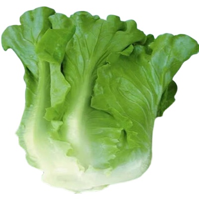 意大利生菜种子籽抗热耐抽薹四季