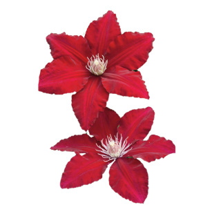 种花王大爷铁线莲p9盆栽爬藤植物花苗阳台庭院花卉乌托邦银币