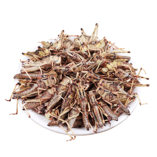 当季新鲜速冻 全母蚂蚱 去翅带卵籽蝗虫  雌蚂蚱 蚱蜢 东亚飞蝗虫