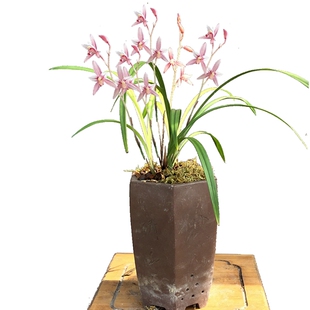 建兰四季兰红花市长红清香兰花兰草苗春兰蕙兰墨兰盆栽花卉绿植