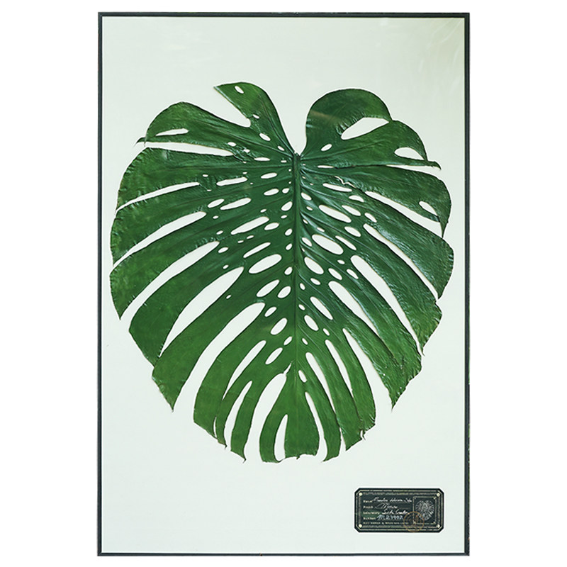 种籽造物超级龟背竹超大画植物标本挂画客厅北欧复古玄关装饰画