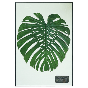 种籽造物超级龟背竹超大画植物标本挂画客厅北欧复古玄关装饰画