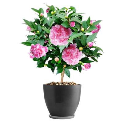 香妃山茶花盆栽当年开花室内庭院