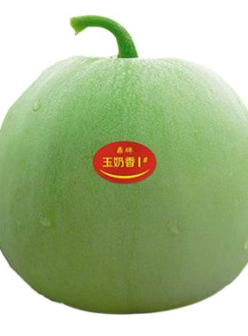 玉奶香薄皮甜瓜种子浓郁带奶香味