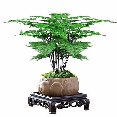 文竹室内好养绿植盆栽