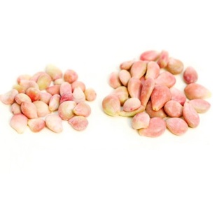 {福包}多肉叶片奶酪桃蛋月影女王麦杆SP多肉新品杂交种子 29包邮