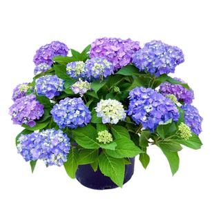 多花无尽夏绣球花苗盆栽带花苞红宝石绣球苗带花苞镜庭院花园植物