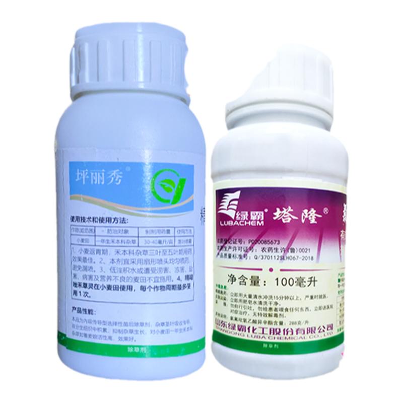 坪丽秀小麦田一年生禾本科杂草