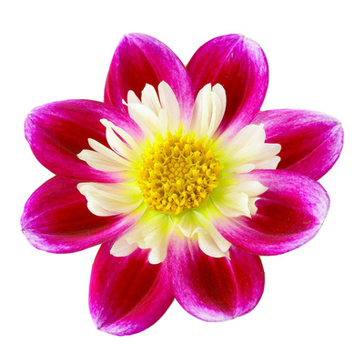 矮生小丽花种子Dandy丹迪小丽菊