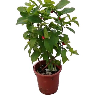 使君子爬藤植物花苗带花苞庭院爬墙四季开花老桩南北方地栽好养活