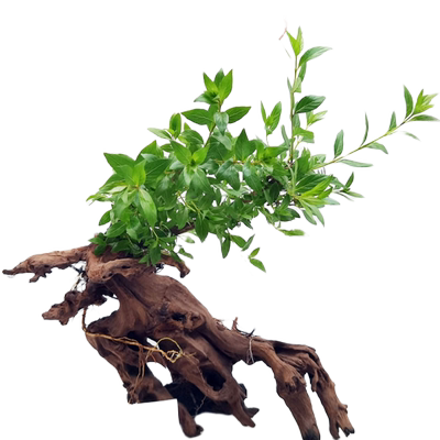 水杨梅鱼缸造景水培植物飘枝老桩
