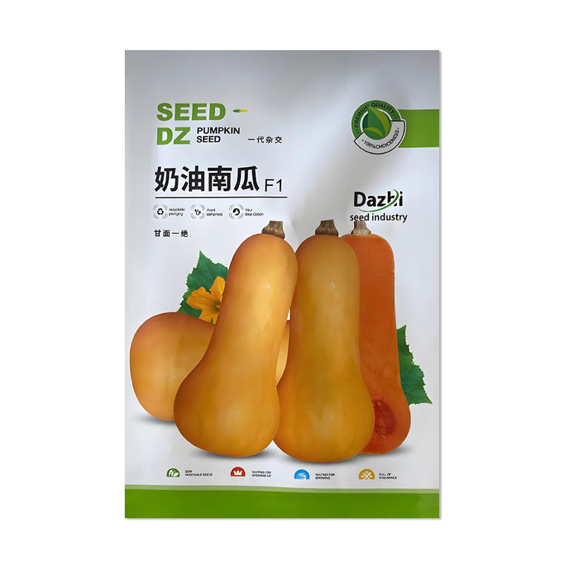 大志奶油南瓜种子早熟