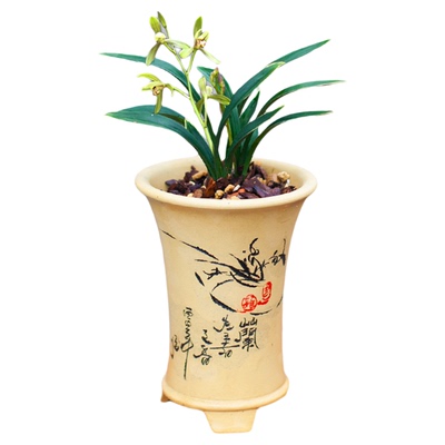 【禅叶达摩】兰花苗矮种金边