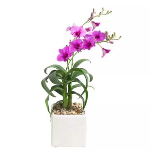 原盆土双色澳洲香水石斛带花苞浓香型花卉绿植室内盆栽铁皮石斛苗