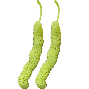 香金椹白色长果桑黄金桑苗桑葚树苗果桑四季占地果苗果树盆栽种苗