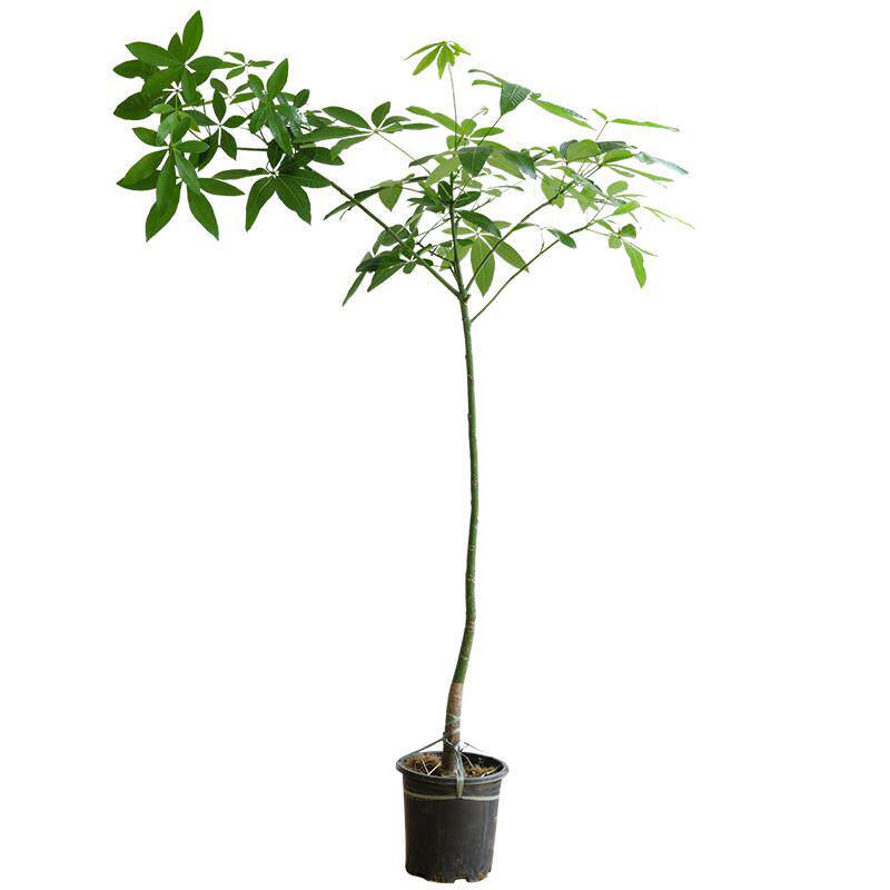 氛围感很绝的发财树打造客厅氧吧