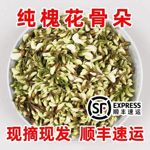新鲜洋槐花2026年现摘鲜槐花天然野生槐花骨朵杨槐花刺槐花