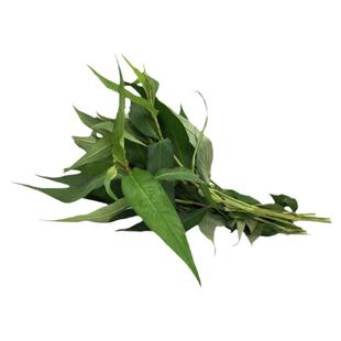 新鲜香柳叶鱼生草广西横县鱼生料辣蓼香料拉沙叻沙叶傣味焖鸭香料