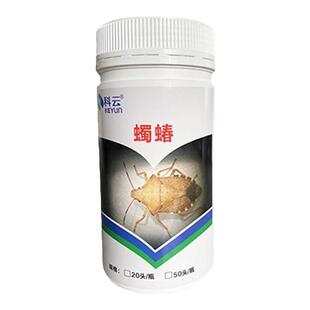 蠋蝽天敌活体昆虫防治斜纹夜蛾棉铃虫粘虫绿盲蝽地老虎蔬菜青虫