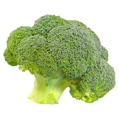 水培西蓝花芽苗菜花椰菜育苗盘