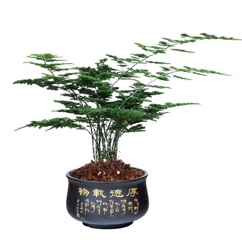 唐山矮生云竹文竹云松竹办公室内好养绿植桌面小盆栽包邮