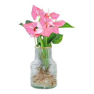 粉掌盆栽水培植物室内好养绿植水培花卉四季常青火鹤花鲜花一帆风