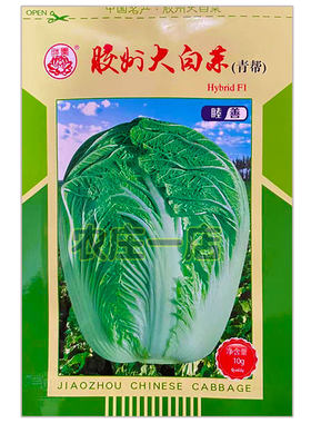 胶州大白菜种籽青帮白菜籽蔬菜籽
