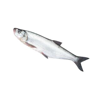 特大翘嘴鱼苗米级翘嘴红鲌鱼大型淡水鱼食用观赏路亚白刁子鲌白鱼