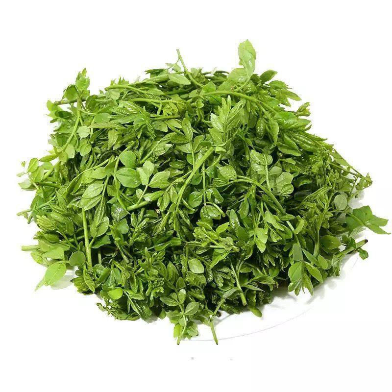 花椒芽叶新鲜口感麻鲜味美