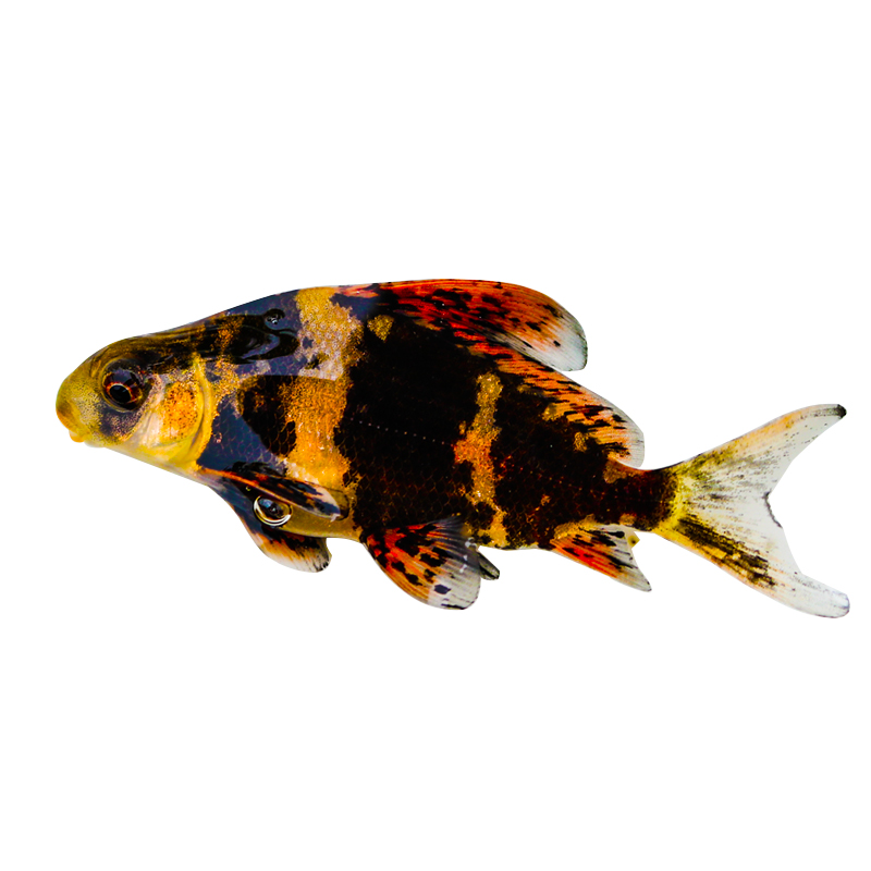 一帆风顺胭脂鱼苗淡水冷水清道夫观赏鱼垃圾鱼好养耐活清洁工具鱼