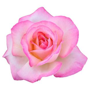 四季大花浓香品种月季花苗摩纳哥公主复色茶香抗病强阳台花园植物