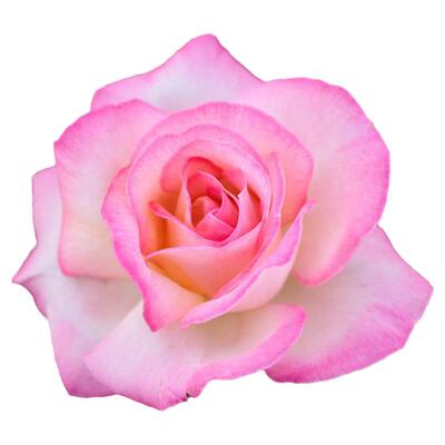 四季大花浓香品种月季花苗摩纳哥公主复色茶香抗病强阳台花园植物