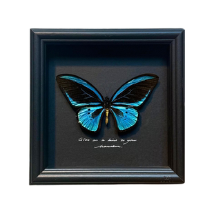 山意SHALL鸟翼闪蝶摆件蝴蝶标本生日礼物玻璃罩展示框手工送女友