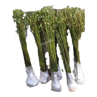 香樟树苗大树樟木庭院绿化四季常青南北方种植小叶龙脑樟驱蚊盆栽