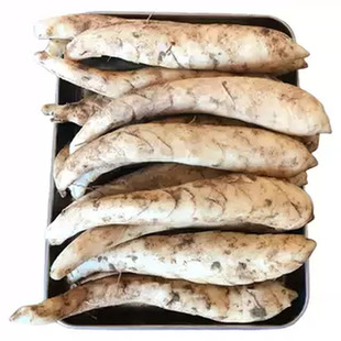 广东无渣竹薯种子冬粉薯竹根种苗盆栽地栽四季竹芋盘景蔬菜植物