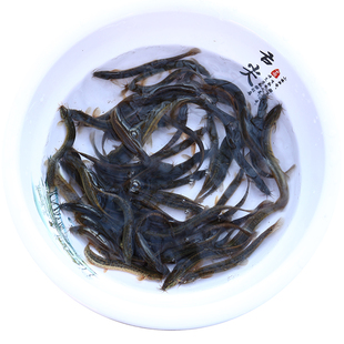 台湾小泥鳅苗新鲜幼苗本地活体圆鳅苗活筏钓体青鳅养殖苗顺丰包邮