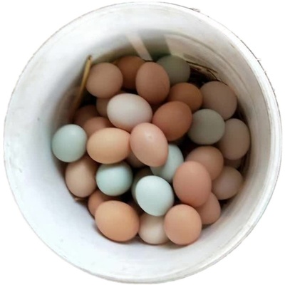 正宗土鸡蛋农家散养新鲜农村自养纯野外竹林柴月子草本笨鸡蛋50枚