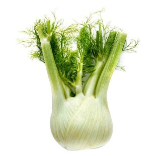 荷兰球茎茴香菜种籽大小回香阳台盆栽割茬种子四季蔬菜种孑苗带根