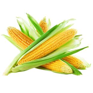 2025东北鲜食黄糯甜玉米香软黏玉米黄糯粘苞米棒新鲜采摘真空包装