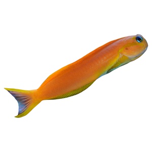 翻沙生物海水鱼虾虎钻石哨兵