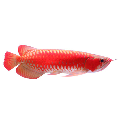 捡漏金龙鱼金龙鱼印尼红龙观赏鱼