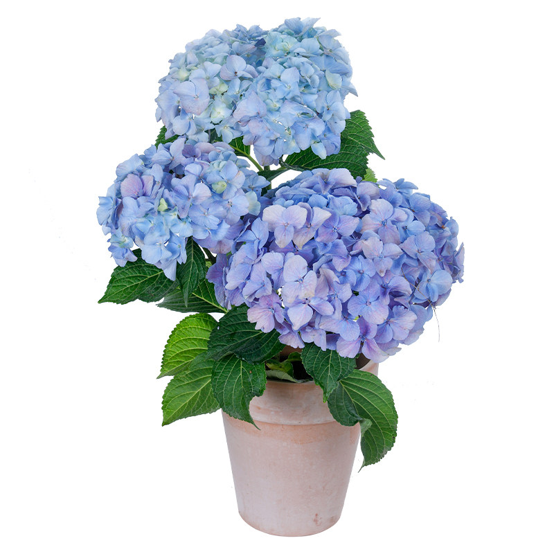 海蒂的花园旗舰店大花绣球花苗无尽夏大海蓝阳台庭院花卉盆栽植物