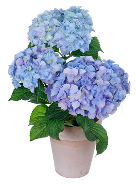 海妈家自产绣球花苗新手易养