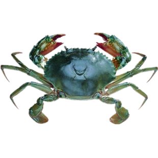 鲜活红膏蟹海捕青蟹螃蟹包鲜母蟹面包蟹处子黄母红鲟蝤蛑雪蟹油蟹