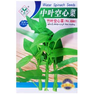 中叶空心菜种子竹叶通心菜翁菜蕹菜春季农家盆栽阳台疏蔬菜种籽孑