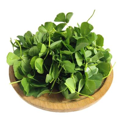 上海新鲜蔬菜草头金花菜苜蓿