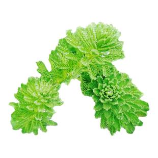 净水植物狐尾藻沼泽过滤水草大聚藻水陆缸养鱼养龟鳖淡水净化水质